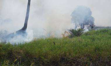 Perkumpulan Hijau Temukan Kebakaran di Wilayah Lindung Gambut Tanjab Barat