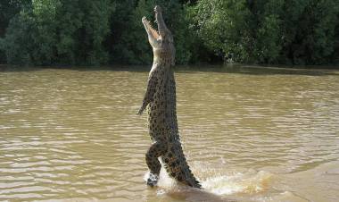 Waspada! Buaya yang Berkeliaran di Sungai Asam Kota Jambi Adalah Pemangsa Manusia