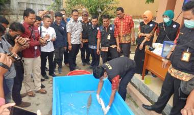 Ikan Aligator di Jambi Dimusnahkan dengan Minyak Cengkeh Lalu Dikubur