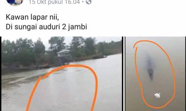 Viral! Buaya Lapar Berkeliaran di Dekat Jembatan Batanghari II