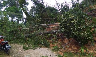 Hujan Deras, Tebing Pembatas Dua Desa di Merangin Longsor
