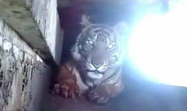 Harimau Terjebak di Kawasan Pasar Berhasil Dievakuasi