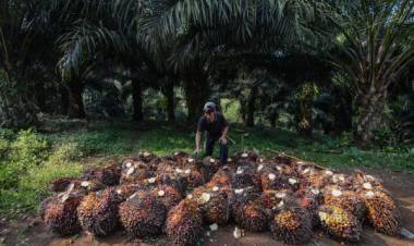 GAPKI Sebut Tuduhan Terhadap Industri Sawit Tidak Benar