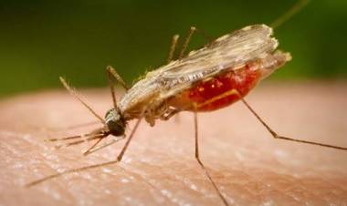 Waspada! Dua Warga Aceh Barat Terinfeksi Malaria Monyet 