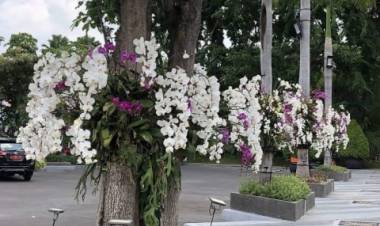 Serasa di Jepang, Ketika Surabaya Bertabur Bunga Tabebuya 