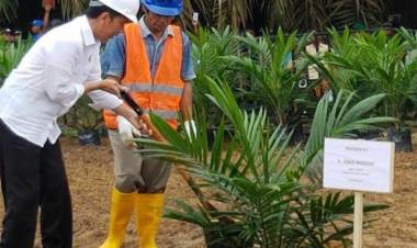 Kemana Janji Rezim Jokowi Pada Sawit di Akhir Periode?