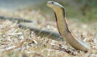 Ngeri! Ular Mematikan Serbu Pertanian Pohon Natal di Australia