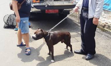 Polisi Dalami Kasus Satpam Diserang Anjing Pitbull 