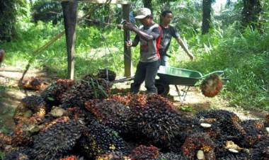 Alhamdulillah, Harga CPO dan TBS di Jambi Naik
