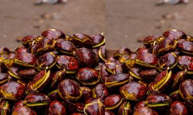 Pesisir Selatan Klaim Miliki Jengkol Paling Enak di Indonesia