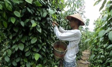 OPD Babel Diwajibkan Rawat 2.300 Tanaman Lada