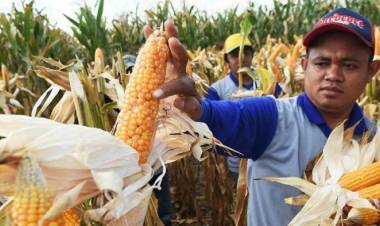 Pedagang Jagung Siapkan Stok Lebih Jelang 2019