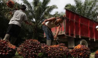 Horee! Harga Sawit dan CPO di Jambi Naik, Cek Disini Rinciannya