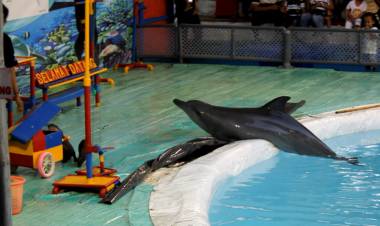 Dituduh Eksploitasi, Begini Kata PT WSI Sirkus Lumba-Lumba Keliling