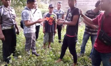 Ada Ladang Ganja di Tebo dan Tanjung Jabung Barat