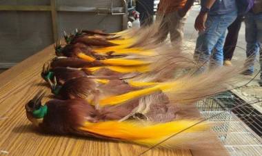 Penyelundupan Satwa dan Hewan Langka Diawetkan Digagalkan Polisi