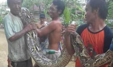 Geger Ular Piton 15 Meter Ditangkap Warga Bungo