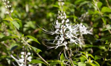 Kata Dokter, Kumis Kucing Ampuh Atasi Batu Ginjal