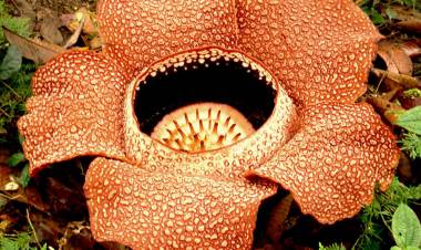 Rafflesia Gaduatensis Raksasa Ditemukan Hutan Angkola Tapanuli Selatan