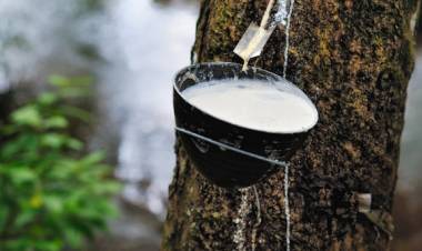 Upaya Perbaiki Harga, Indonesia Mulai Kurangi Ekspor Karet 98.160 Ton