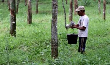 Pasca Pilpres, Harga Karet di OKU Naik Rp9.500/Kg