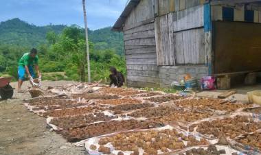 Duh! Harga Sawit dan Gambir Anjlok di Pesisir Selatan