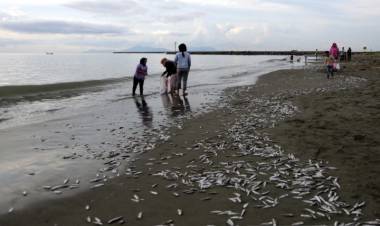 Ribuan Ikan Sejenis Teri Terdampar di Pantai Gampong Aceh