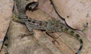 Cecak Spesies Baru Ditemukan di Gunung Muria