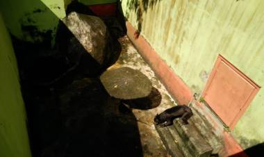 Viral Beruang Madu Kurus Tak Terurus, Ini Langkah BKSDA Kalsel