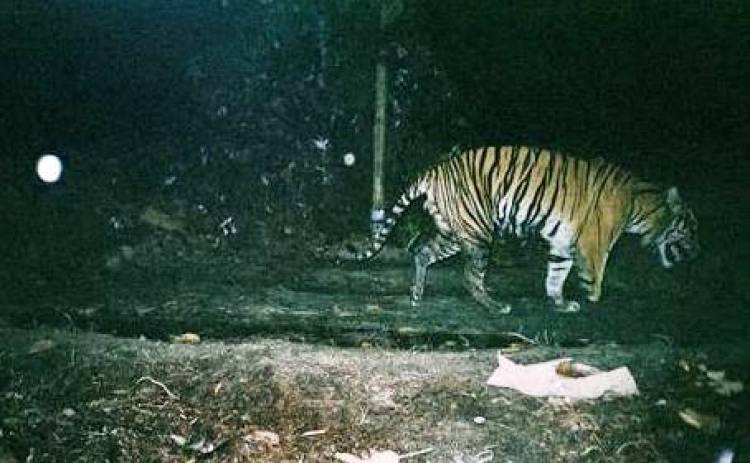 Lagi, Warga Kerinci Digegerkan dengan Kemunculan Harimau Sumatera di Hutan Desa