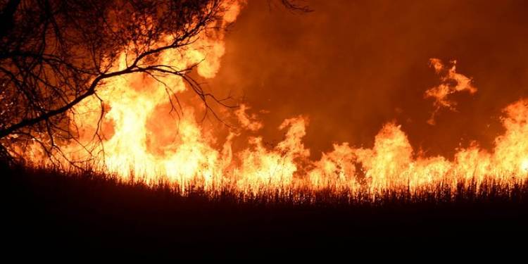 Hutan seluas 4 hektare milik Perhutani di Ponorog terbakar