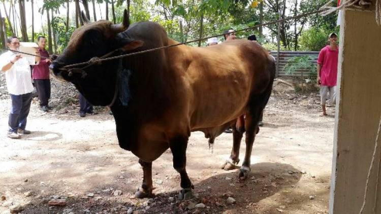 Warga Muarojambi! Jangan Potong Sapi Betina Produktif, Ini Sanksinya