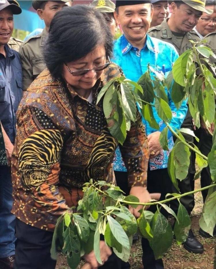 Perambahan Hutan di Jambi Sulit Dibasmi, Menteri Siti Nurbaya Lakukan Ini
