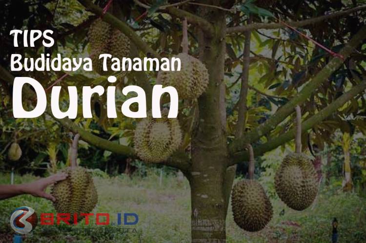 Cara Budidaya Tanaman Durian Agar Cepat Berbuah