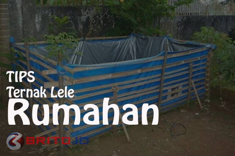 Patut Dicoba, Peluang Usaha Ternak Lele Rumahan