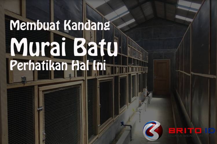 Mau Buat Kandang Ternak Murai Batu? Perhatikan Hal ini Terlebih Dahulu