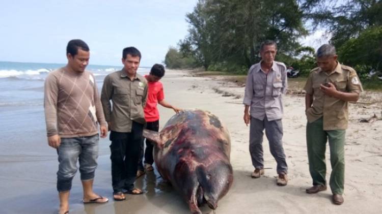 Lumba-lumba Membusuk Ditemukan di Perairan Singkil Aceh