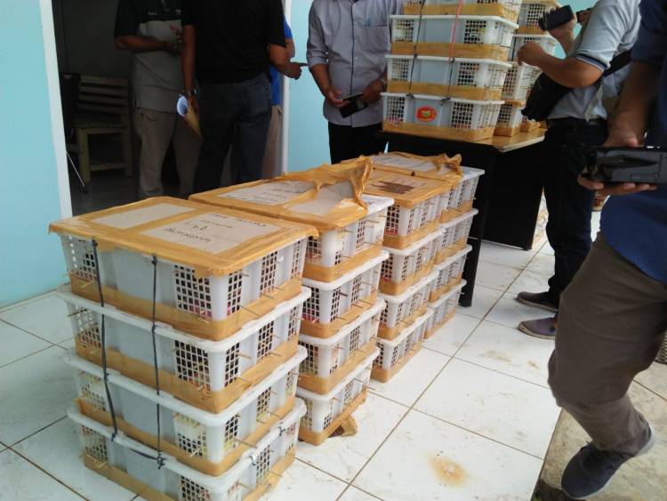 BKSDA Jambi Amankan Seribuan Burung Dilindungi yang akan Dibawa ke Lampung