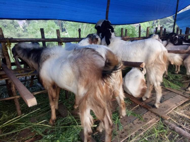 Dinas Peternakan Minta Warga Hati-hati dan Teliti Membeli Hewan Kurban