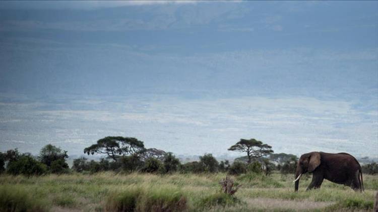 TKI Asal Tulung Agung Tewas Diinjak Gajah di Perkebunan Kelapa Sawit Afrika