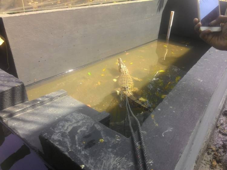 Kemunculan Tiga Buaya di Sungai Asam Kota Jambi Gegerkan Warga