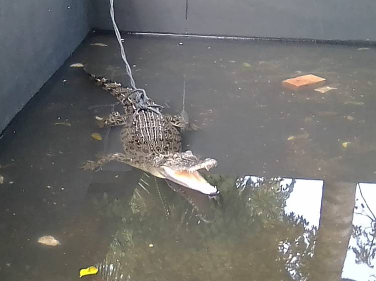 BKSDA Perkirakan Buaya di Sungai Asam Kota Jambi Adalah Buaya Muara