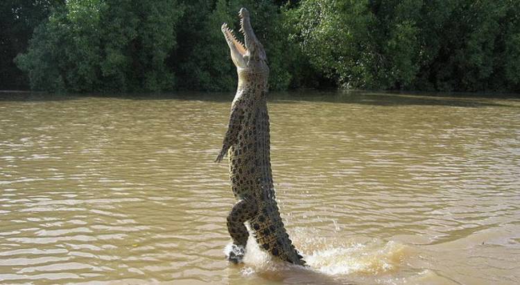 Waspada! Buaya yang Berkeliaran di Sungai Asam Kota Jambi Adalah Pemangsa Manusia