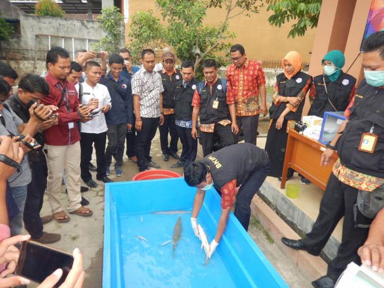 Ikan Aligator di Jambi Dimusnahkan dengan Minyak Cengkeh Lalu Dikubur