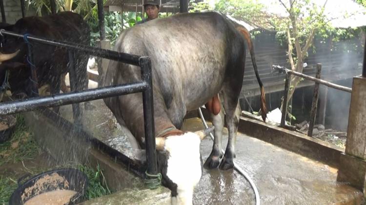 Sebelum Disembelih, Sapi Kurban Jokowi untuk Jambi Selalu Diberi Minum Jamu