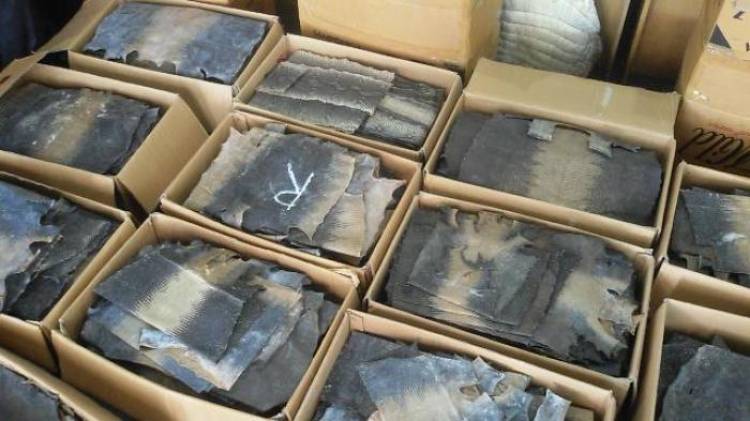 Paket Kulit Biawak Ilegal Atas Nama Agus Digagalkan Petugas Bandara Jambi