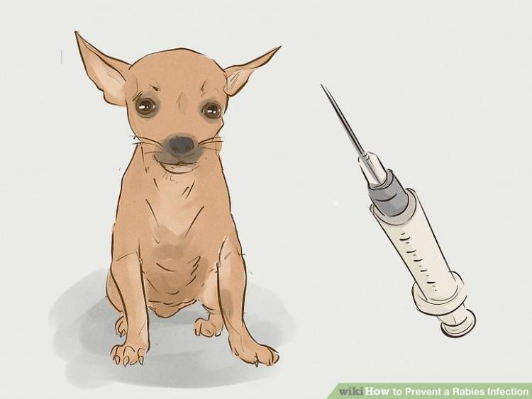 Sepanjang 2018 Ada 71 Warga Batanghari Digigit Hewan Rabies