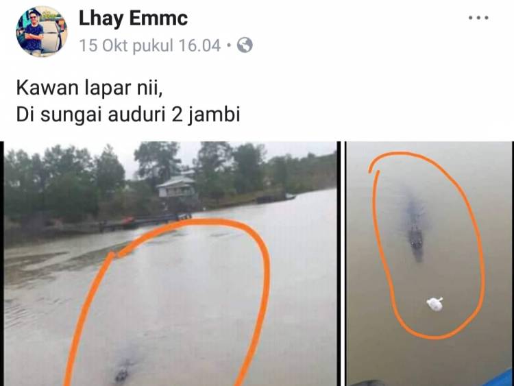 Viral! Buaya Lapar Berkeliaran di Dekat Jembatan Batanghari II