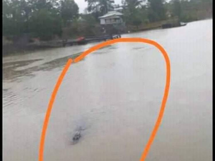 Buaya Berkeliaran di Kawasan Jembatan Batanghari II, BKSDA Bilang Begini