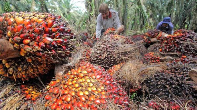 Harga Buah Sawit di Jambi Naik jadi Rp6.433 Per Kilogram